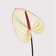 Срезанный цветок Антуриум Fantasia
