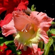 Гладиолусы, лилии, ирисы фото
