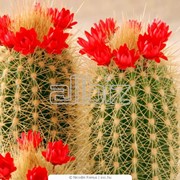 Кактусы фото