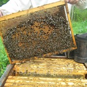 Пчелопакет карпатской породы 3рамки расплода+1 кормовая(россия)
