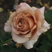 Саженцы роз Mokarosa фото