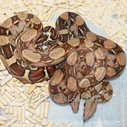 Удавы обыкновенные фото