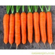 Семена Моркови Колтан F1 (1,8-2,0мм) 100 000 семян