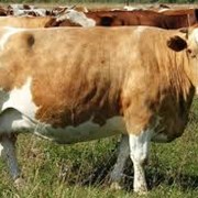 Продам коровы живым весом фото