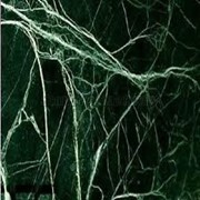 Мрамор spyder green фото