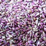 Семена чеснока (ВОЗДУШКА) 100% всхожесть фото