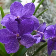 Орхидеи Ванда (Vanda 110)