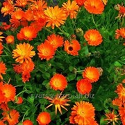 Цветы календулы -ноготки лекарственные фото