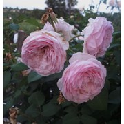 Саженцы однолетних роз Rosengräfin Marie Henriette фото