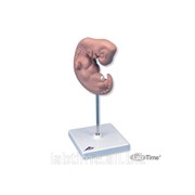 Модель эмбриона, 25-кратное увеличение 1000332