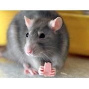 Химикаты разные вещества отравляющие мышей и крыс фотография