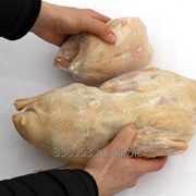 Мясо утки глубокой заморозки и тушки цыплят-корнишонов