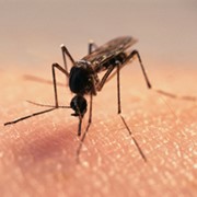 Средство от комаров, пауков. Уничтожение насекомых. фотография