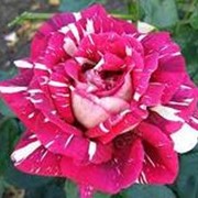 Роза флорибунда Фантазия фото