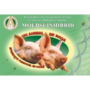 Комбикорма для свиней в Молдове