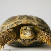 Черепаха среднеазиатская сухопутная фото