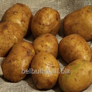 Картофель вид Атлант 1 рс фотография