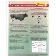Атпур-спасение коров