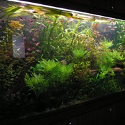Озеленение аквариума, создание аквариума с живыми растениями в Киеве фотография
