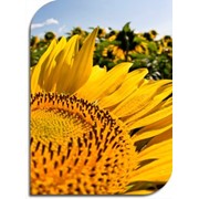 Гибрид подсолнечника“Украинское сонечко“ фото