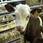 Комбикорма для бычков от 3-х до 6-ти месяцев