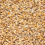Пшеница 3 сорт