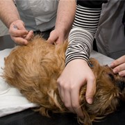 Вакцины для профилактики болезней собак фотография
