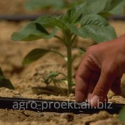 Капельная лента Т-Таре Rivulis Irrigation фото