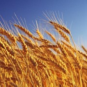 Семена Пшеницы озимой - Элита, РС2