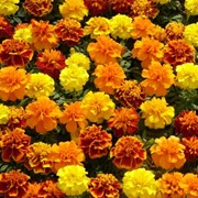 Семена Бархатцы Французские Marigold (tagetes Patula) Mix фотография