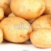 Картофель, элитные семена картофеля фото