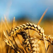 Продам семена озимой пшеницы сорта Славная