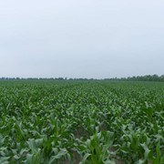 Раннеспелый (ФАО 180), двойной межлинейный гибрид кукурузы