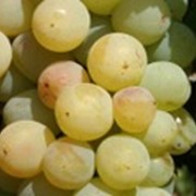 Саженцы винограда Агрус