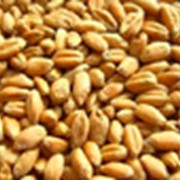 Прием, очистка, сушка, хранение, отгрузка зерна АВТО фото