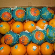 Апельсины Валенсия фотография