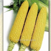 Семена кукурузы Хони Бентам F1