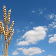 Семена оз.пшеницы Шестопаловка фотография