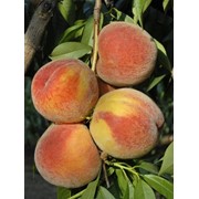 Плоды персика фото