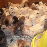 Цыпленок мясо-яичной породы Кучинский, Хайсекс фото