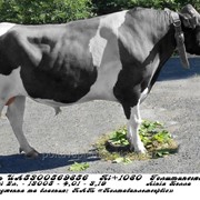 Сперма быка Зуфар Ет UA5300569856 (голштин черно-пестрый) фото