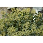 Hedera colchica “Arborescens“ Плющ колхидский “Арборесценс“ фотография