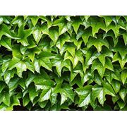 Девичий виноград триостренный или виноград плющевидный — Parthenocissus tricuspidata фото