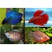 Рыбки аквариумные тропические фото