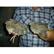 Перепела в Молдове фото