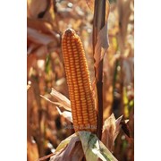 Семена кукурузы РОСС 140 СВ (ФАО 140)