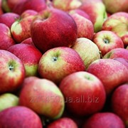 Яблоки Джонагоред(Горец) фото