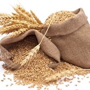 Зерно пшеницы 2-3 кл фото