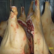 Свинина, полутуши охлажденные от производителя. фото
