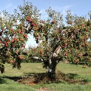 Обрезка плодовых деревьев